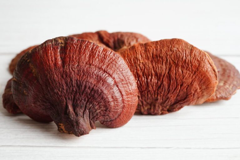 reishi gljiva